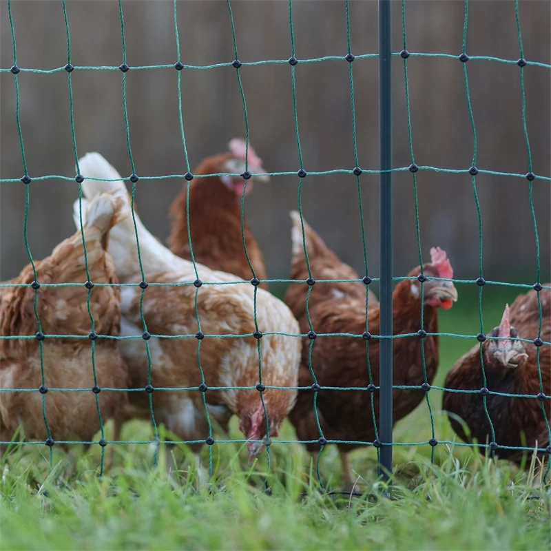 AKO PoultryNet Premium 50m Hühnerzaun, Geflügelnetz, 106cm, 15 Verstärkte Pfähle, 2 Spitzen, Grün – Bild 12