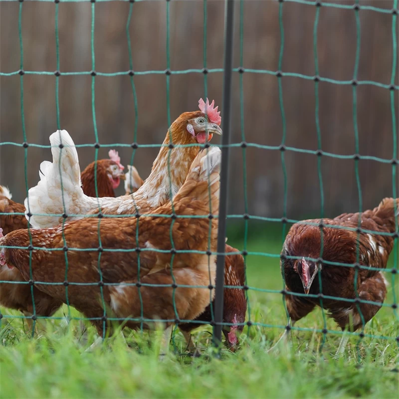 AKO PoultryNet Premium 50m Hühnerzaun, Geflügelnetz, 106cm, 15 Verstärkte Pfähle, 2 Spitzen, Grün – Bild 14