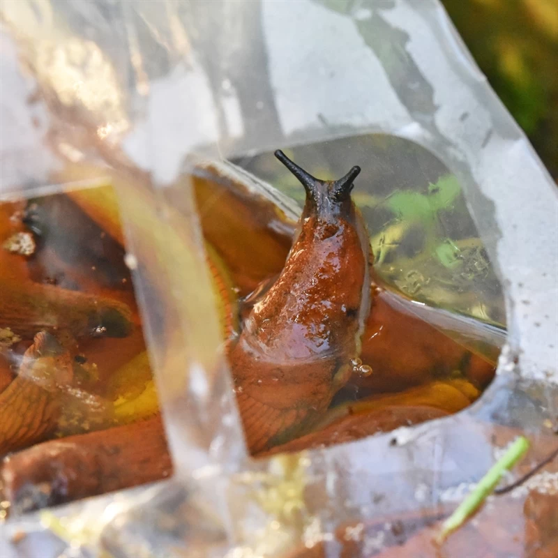 60x VOSS.garden SlugEx Schneckenfalle, Schnecken Bekämpfen, Bierfalle – Bild 10
