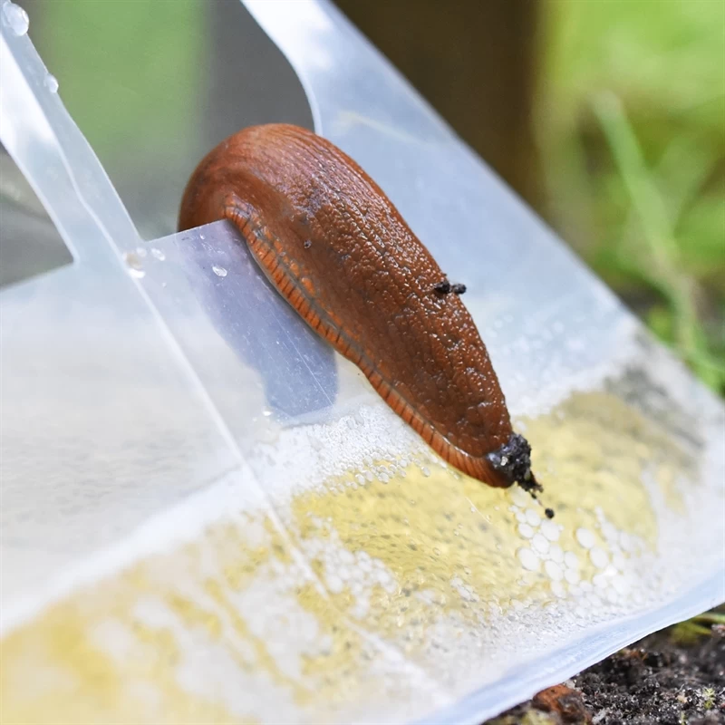 60x VOSS.garden SlugEx Schneckenfalle, Schnecken Bekämpfen, Bierfalle