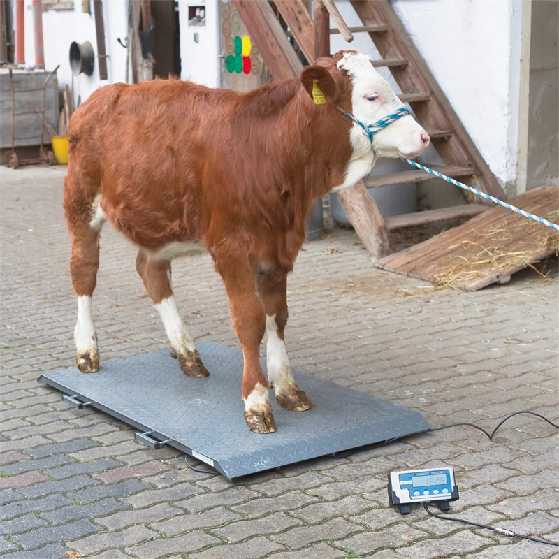 Tierwaage PS 2000, Bodenwaage Bis 1000kg – Bild 4